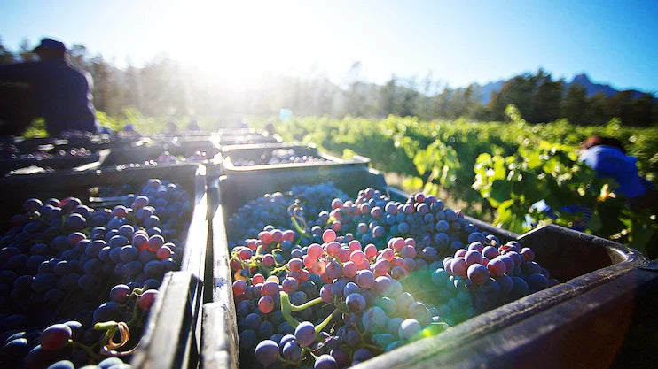 Vinos Orgánicos Y Naturales