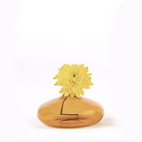 yellow flower with rounded petals in low transparent orange vase on uniform white background